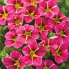 Calibrachoa 