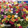 Calibrachoa 