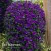 Calibrachoa 
