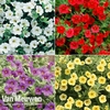 Calibrachoa 