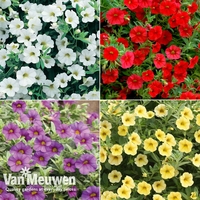 Calibrachoa 