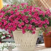 Calibrachoa 