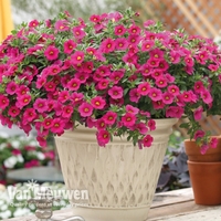Calibrachoa 