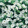 Calibrachoa 