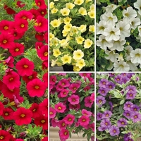Calibrachoa 