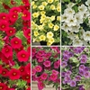Calibrachoa 