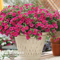 Calibrachoa 
