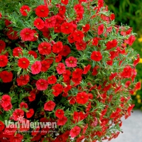Calibrachoa 
