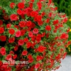 Calibrachoa 