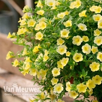 Calibrachoa 