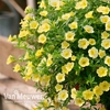 Calibrachoa 