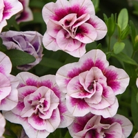 Calibrachoa 