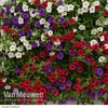 Calibrachoa Red,  White & Blue Mix