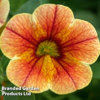 Calibrachoa 