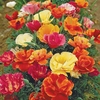 Californian Poppy 