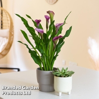 Calla Lily in grey ceramic pot