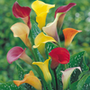 Calla Lily 