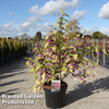 Callicarpa bodinieri 
