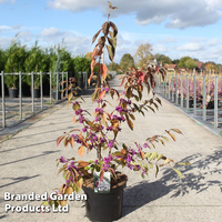 Callicarpa bodinieri 