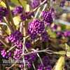 Callicarpa bodinieri var. giraldii 