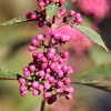 Callicarpa bodinieri var. giraldii 