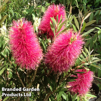 Callistemon 
