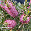 Callistemon 