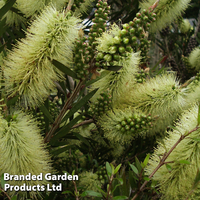Callistemon 
