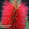 Callistemon 