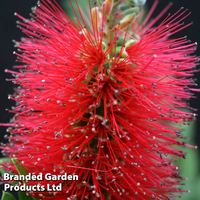 Callistemon 