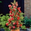 Callistemon viminalis 
