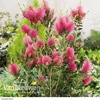 Callistemon viminalis 