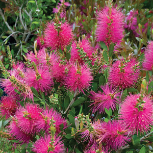 Callistemon viminalis 