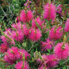 Callistemon viminalis 