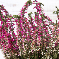 Calluna vulgaris 