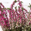 Calluna vulgaris 