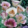 Calochortus venustus - 50 bulbs