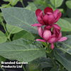 Calycanthus floridus 