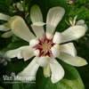 Calycanthus 