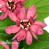 Calycanthus x raulstonii 