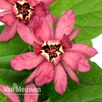 Calycanthus x raulstonii 