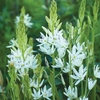 Camassia leichtlinii 