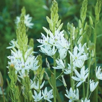 Camassia leichtlinii 