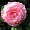 Camellia 