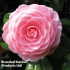 Camellia 