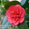 Camellia 