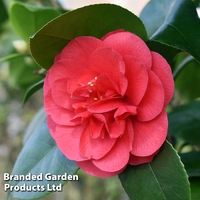 Camellia 
