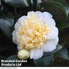 Camellia 