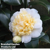 Camellia 