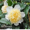 Camellia 